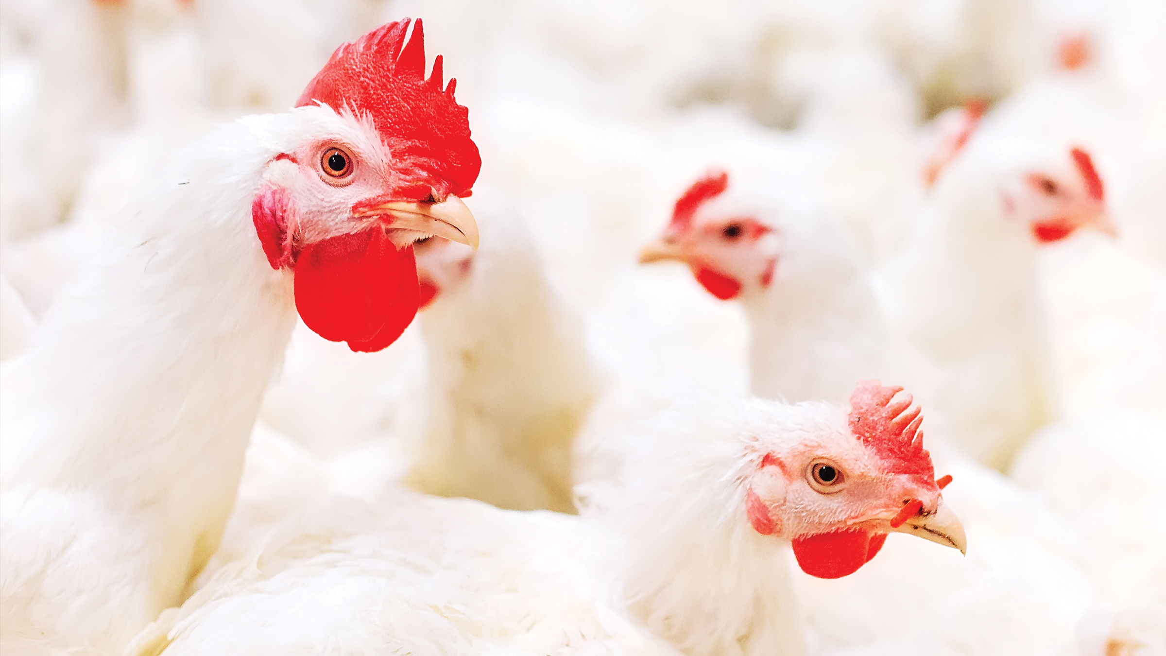 How Maple Leaf Foods Used AR to Improve OEE Rockwell Automation